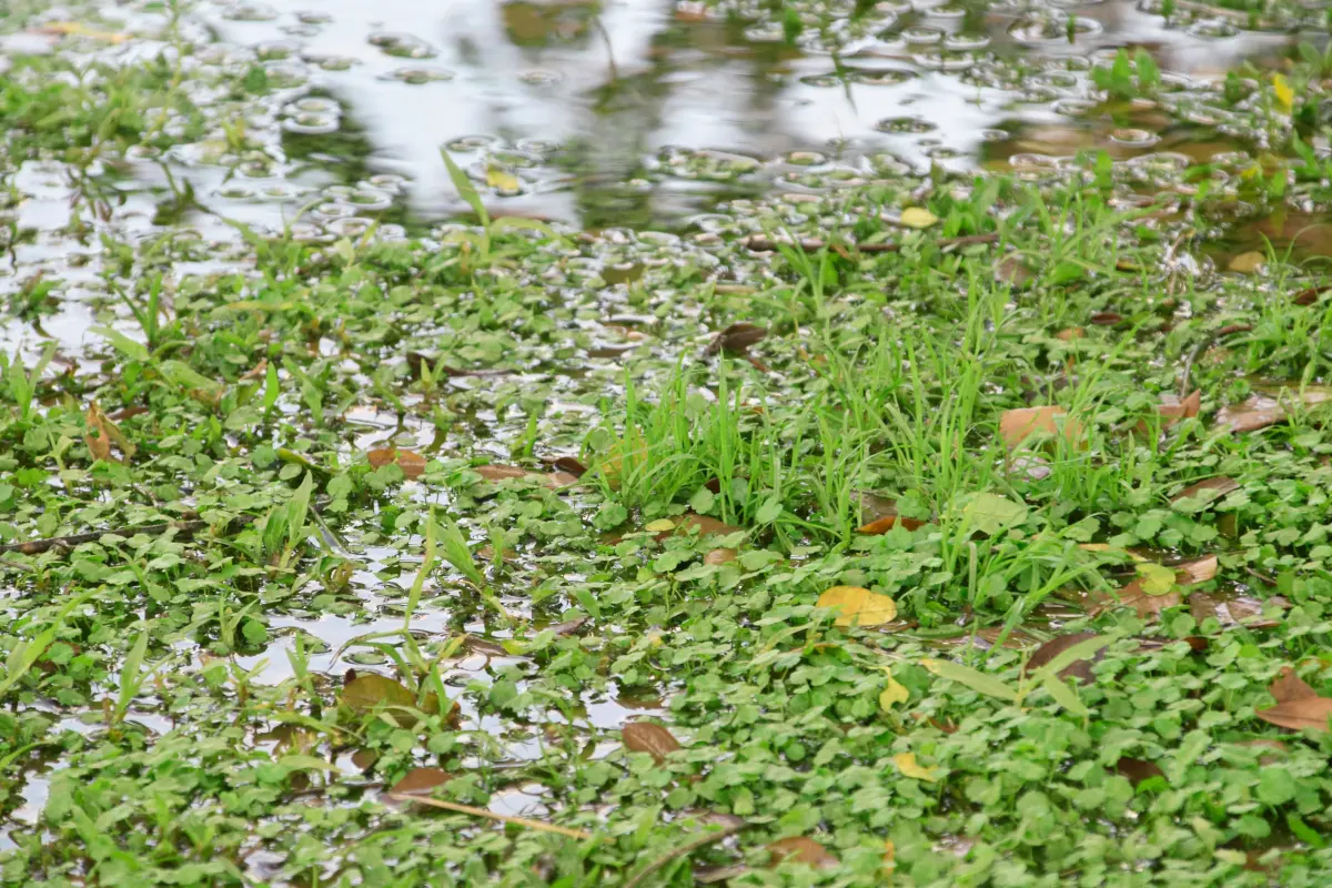 Sistemas de drenagem para terrenos baixos! Imagem de moradores preocupados com acúmulo de água em um terreno residencial. Foto: Reprodução / Canva Pro.