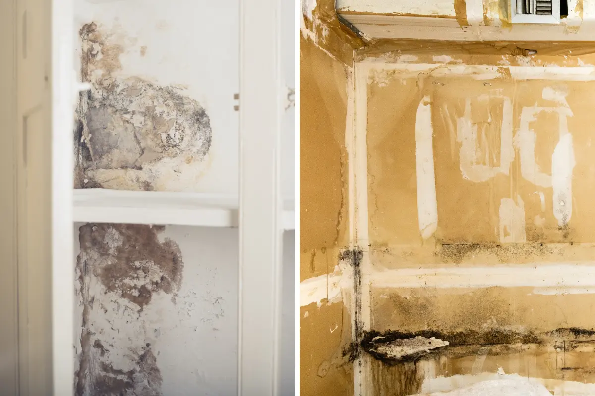 Seu drywall está com mofo? O drywall pode acumular mofo devido à umidade excessiva. Foto: Reprodução / Canva Pro.