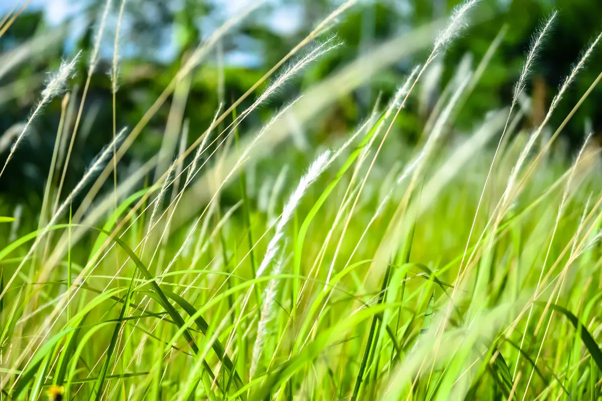 Limpeza de terrenos com acesso restrito. Foto: Reprodução / Canva Pro.