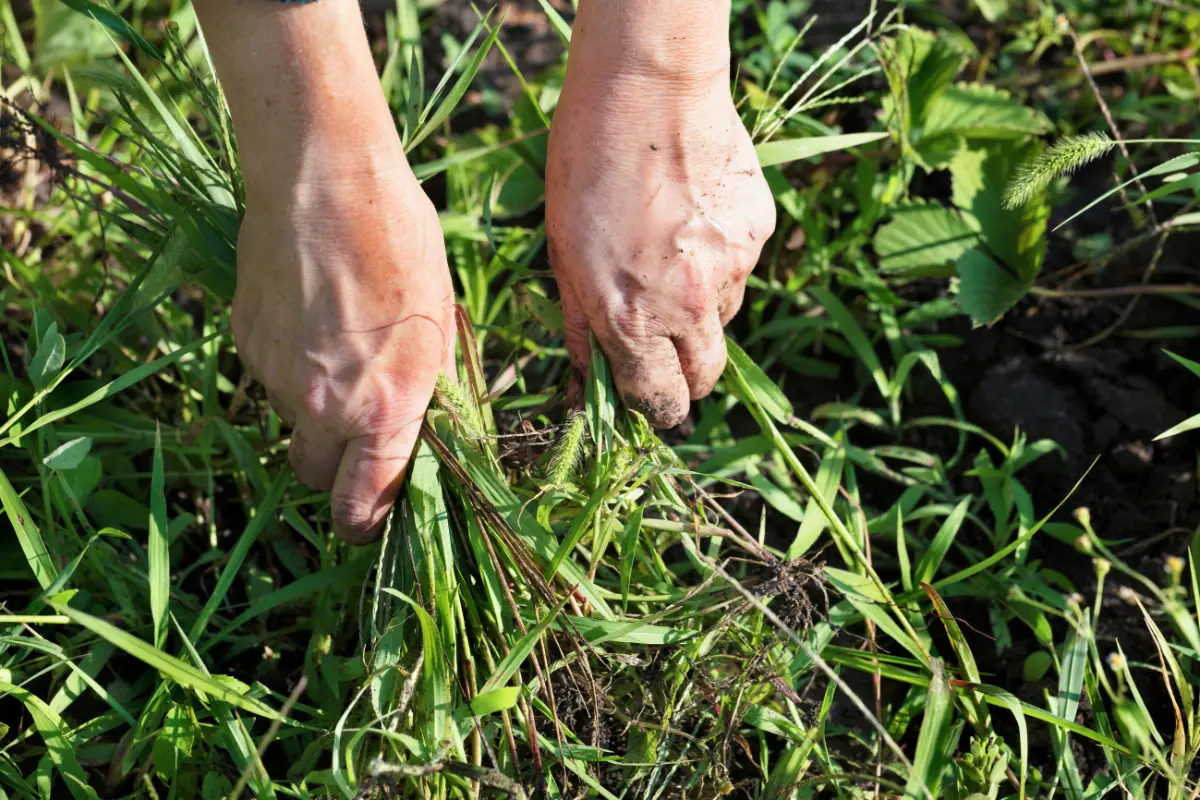 Limpeza de terrenos com acesso restrito. Corredor estreito coberto por vegetação ilustra desafio de acesso. Foto: Reprodução / Canva Pro.