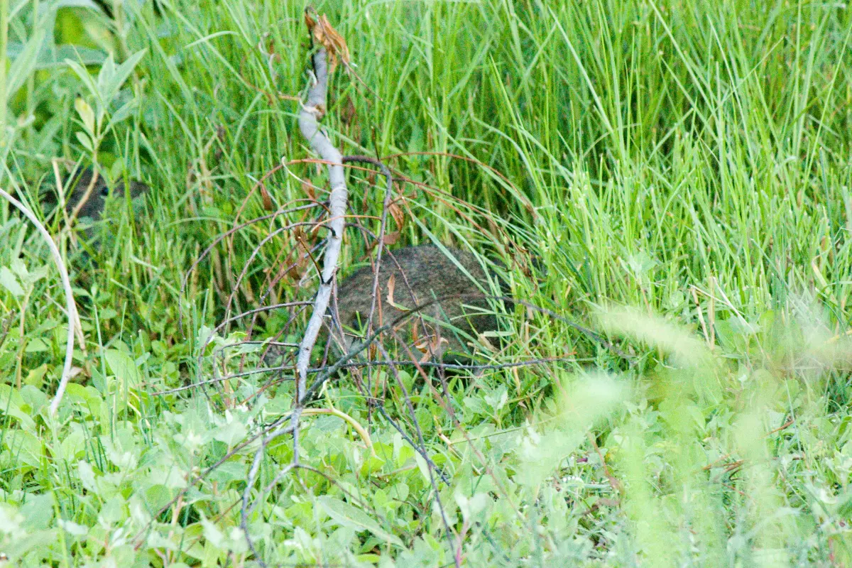 Terreno vazio e cheio de entulho? Entulho encoberto pela vegetação em lote vazio, levantando dúvidas sobre riscos ocultos. Foto: Reprodução / Canva Pro.