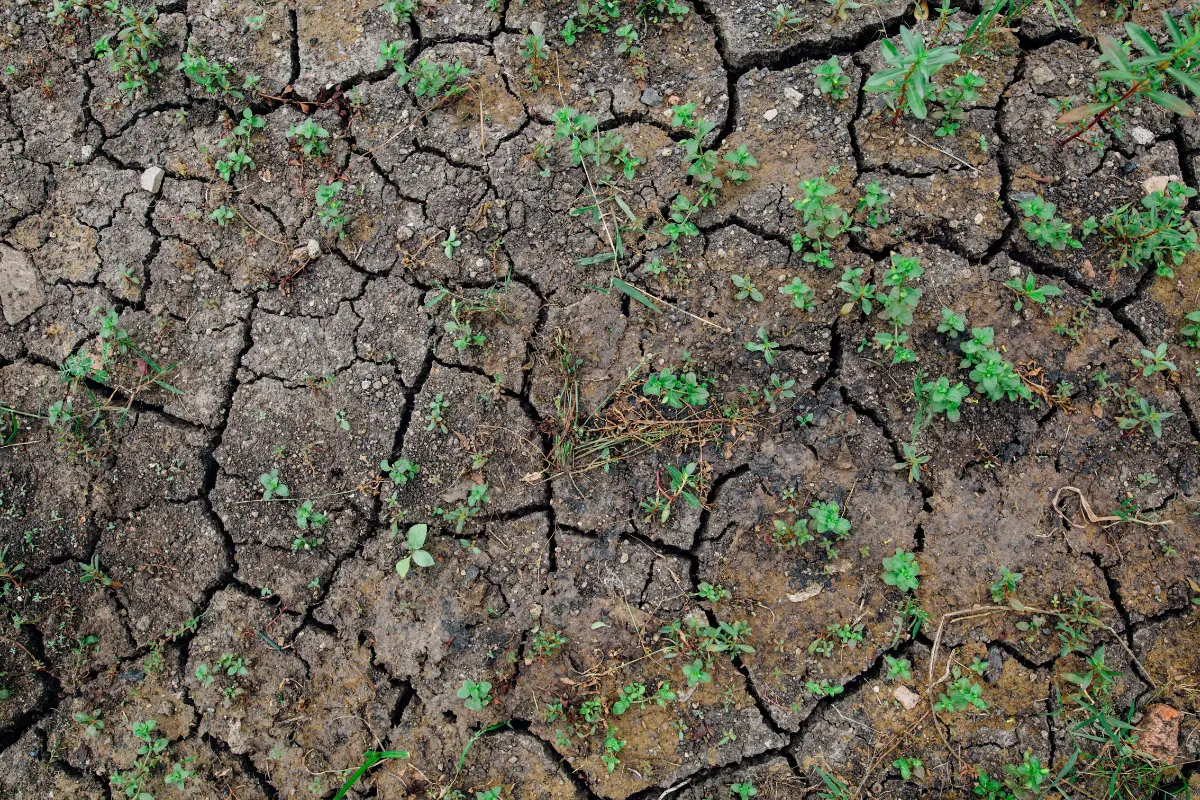 Aspectos ambientais a checar em um lote rural. Solo rachado em destaque, revelando sinais invisíveis de degradação ambiental. Foto: Reprodução / Canva Pro.