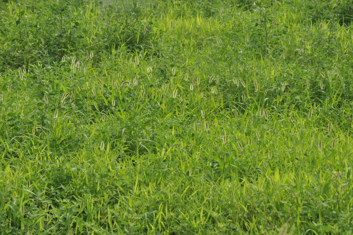 Limpeza de terreno para obras residenciais. Lado a lado, o poder da terraplanagem se torna claro. Foto: Reprodução / Canva Pro.