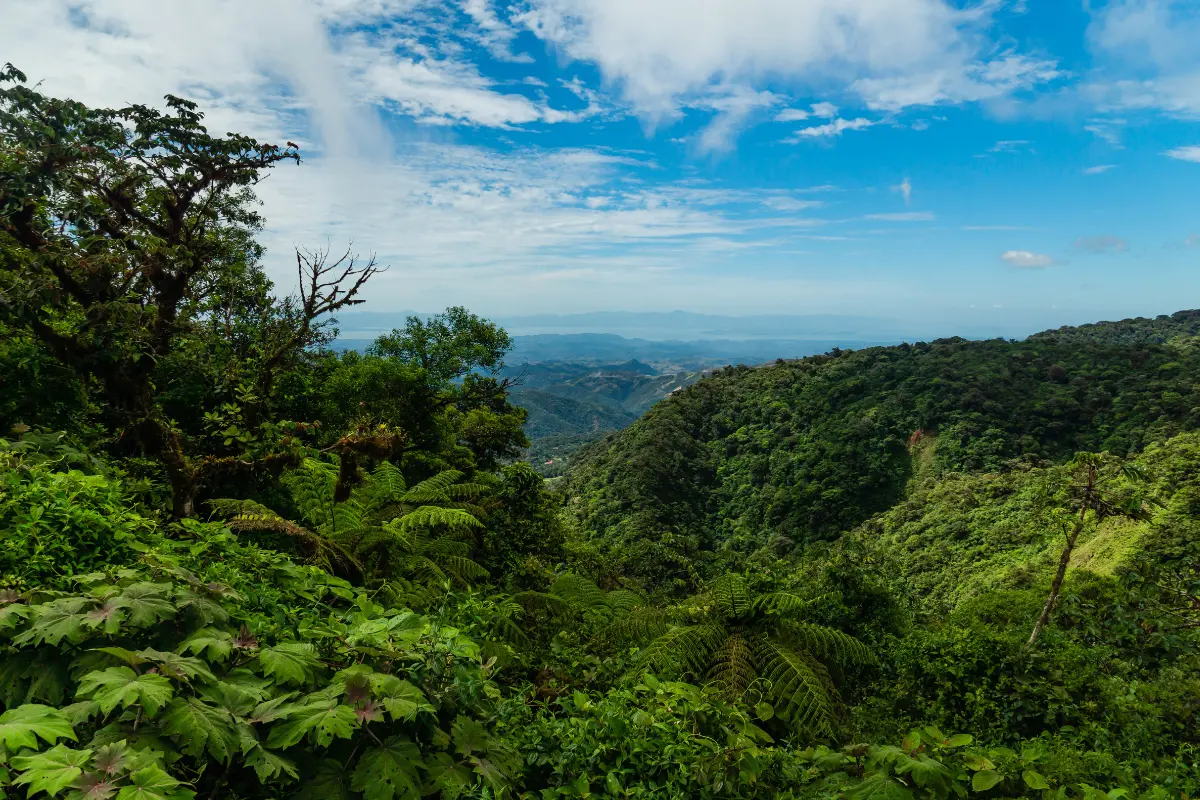 Erros comuns ao analisar uma área verde preservada. Foto: Reprodução / Canva Pro.