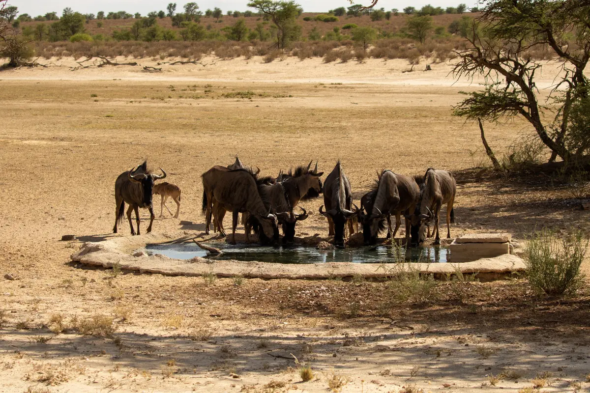 Erros comuns ao analisar uma área verde preservada. O reconhecimento das espécies certas traz confiança ao estudo ambiental. Foto: Reprodução / Canva Pro.