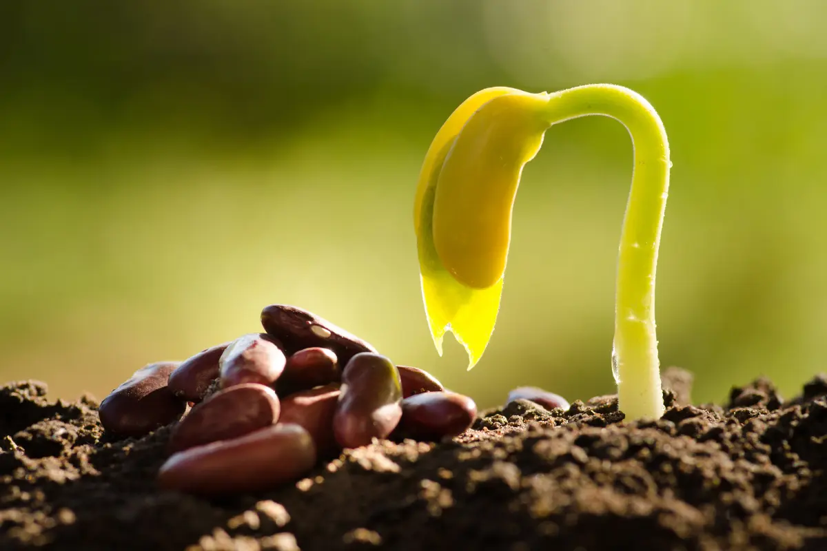 Top 7 usos sustentáveis para terra degradada reaproveitada. Detalhes ampliados de solo degradado com sementes emergindo em meio à terra – Foto: Reprodução / Canva Pro.