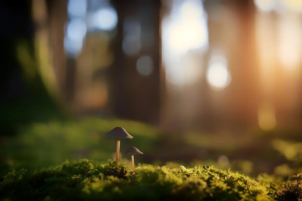 Quando compensa adquirir loteamento em planta x terreno pronto. Foto: Reprodução / Canva Pro.