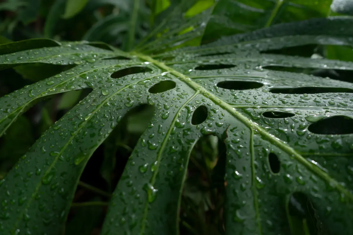 Terreno próximo a áreas verdes: Gota de água escorrendo em folha simboliza a interrogação sobre drenagem natural próxima a áreas verdes. Foto: Reprodução / Canva Pro.